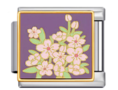 Cherry blossoms